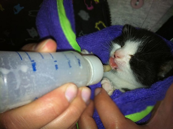 Come accudire e allattare un gattino appena nato