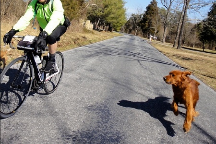 immagine Come avvicinarci ad un cane sconosciuto per evitare di farci aggredire