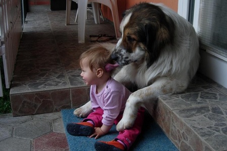 cane con bambino balia