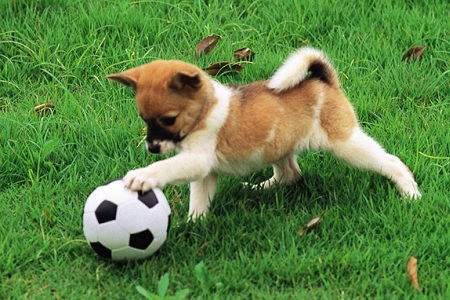 cane gioca con palla in giardino