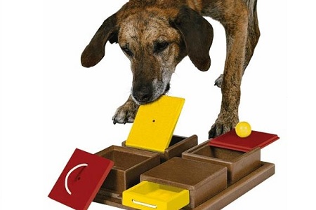 cane giochi intelligenza attivazione mentale puzzle