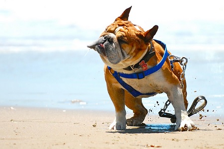 cane in spiaggia si scuote schizza acqua