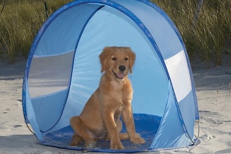 cane in spiaggia tenda ombrellone