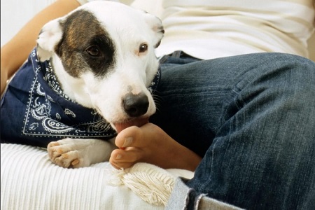 cane lecca piedi