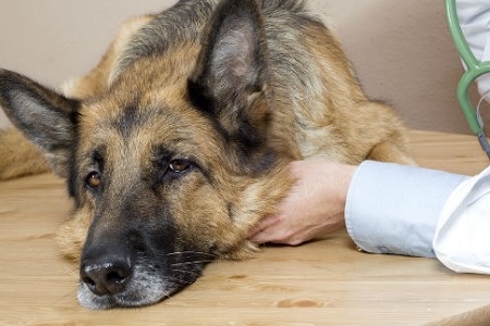 cane malato intossicazione cioccolato