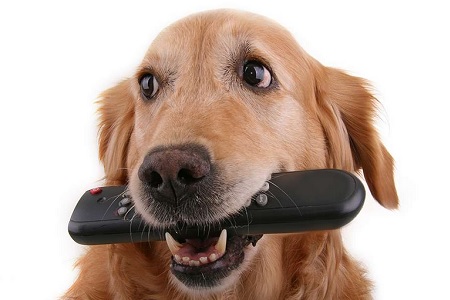 cane morde ruba telecomando
