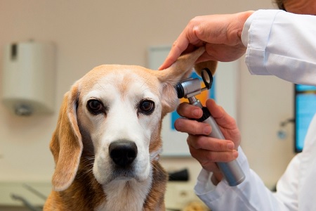 cane otoscopio esame orecchie