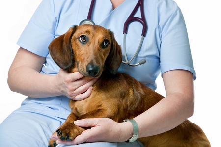 cane paura veterinario