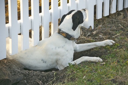 cane scappa di casa scava terreno recinzione