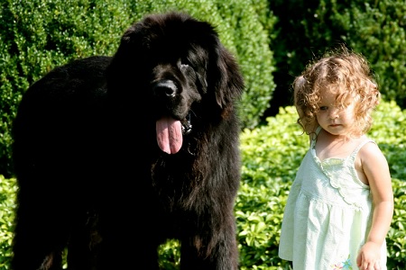 cane terranova con bambina