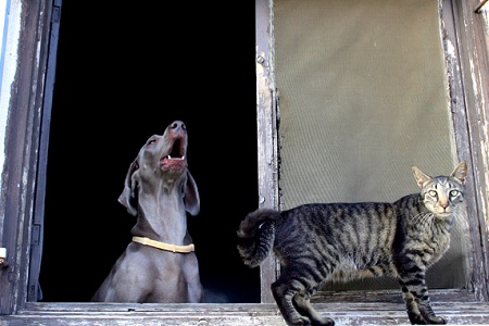 cane abbaia al gatto finestra