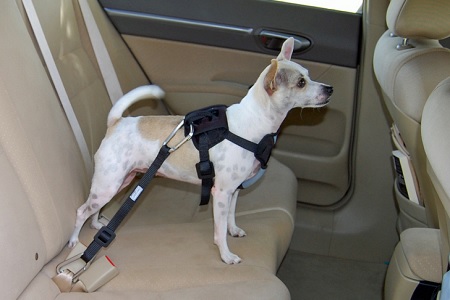cane auto cinture di sicurezza