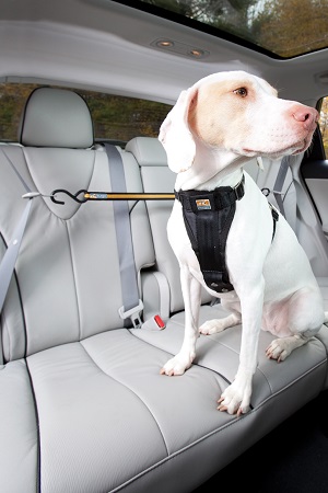 cane auto macchina cintura di sicurezza