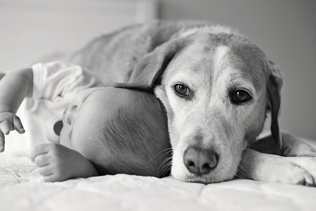 cane bambino dormono insieme