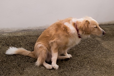 cane si strofina il sedere per terra