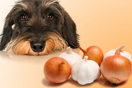 cane con aglio cipolle