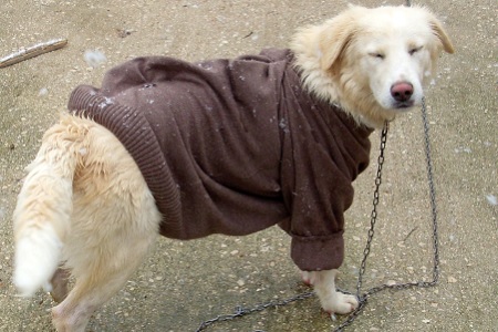cane con maglione
