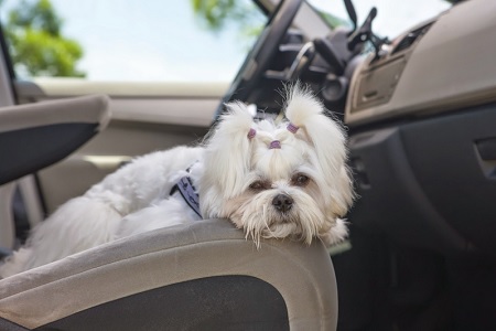 cane con mal d auto cinetosi