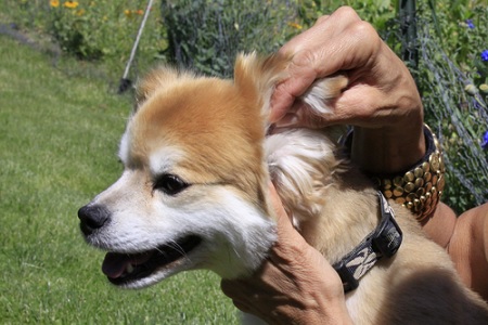cane controllare orecchie forasacchi zecche