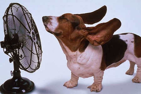 cane davanti al ventilatore bassotto