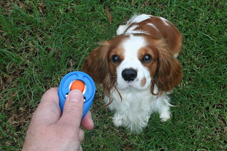 cane educazione clicker