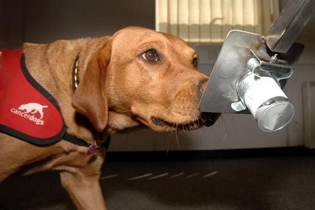 cane fiuta odora respiro cancro