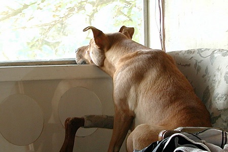 cane guarda dalla finestra triste ansia separazione