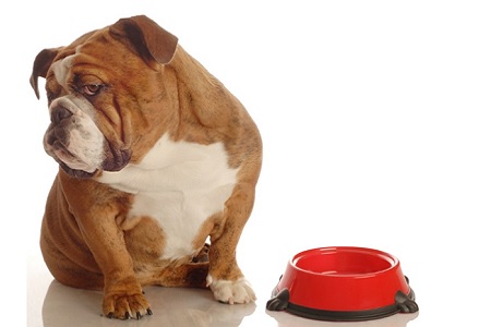 cane inappetente non vuole mangiare vomito