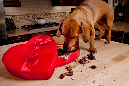 cane mangia cioccolatini