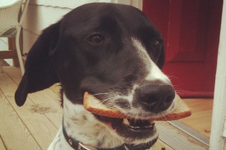 cane mangia fetta di pane