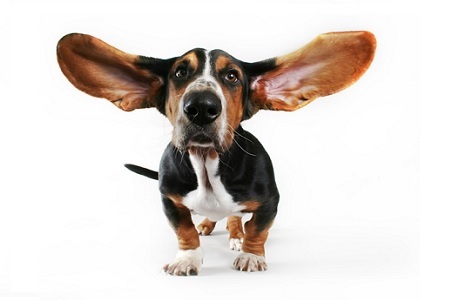 cane orecchie grandi otite