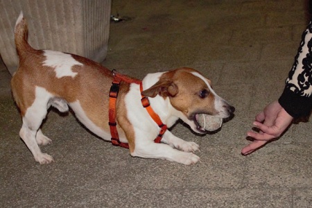 cane pallina comando lascia