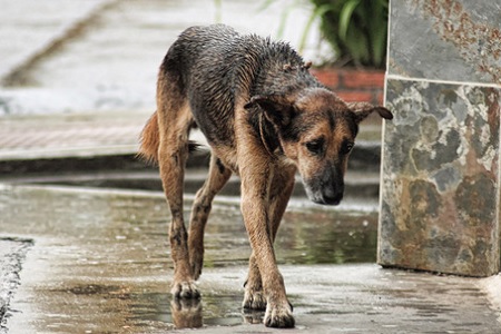 cane randagio abbandonato