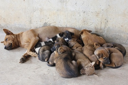 cane randagismo cuccioli sterilizzazione