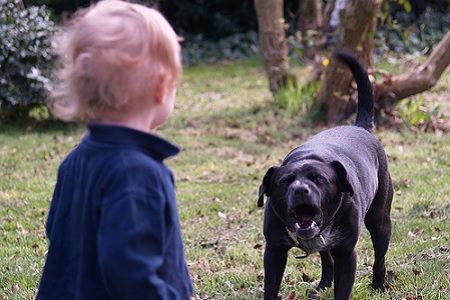 cane ringhia aggredisce bambino