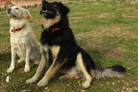 cane seduto con displasia anca