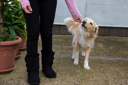 cane segue il padrone al passo