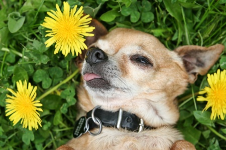 cane tra fiori erba