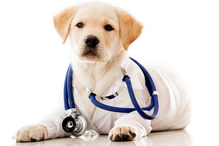 cane veterinario fonendoscopio