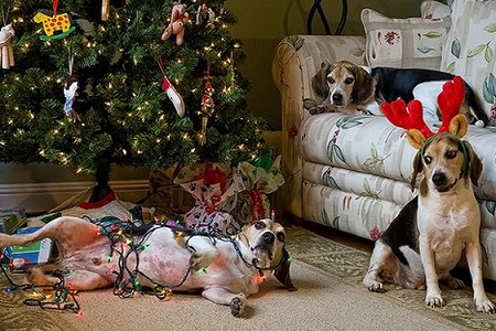 cani albero di natale