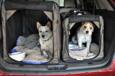 cani auto macchina trasportino kennel