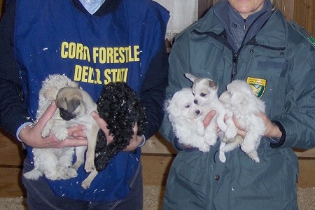 cani cuccioli guardia forestale traffico