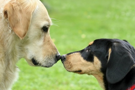 cani socializzano