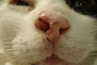 carcinoma cellule squamose squamocellulare gatto