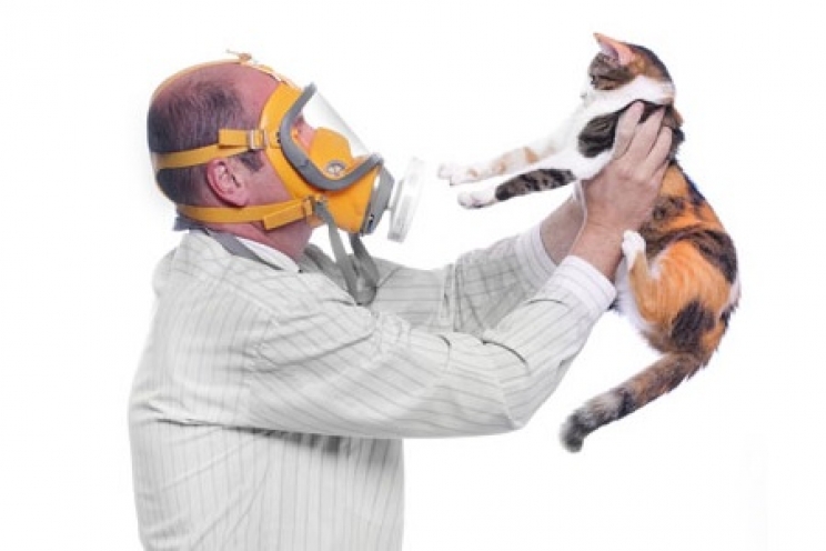 immagine Allergia al cane e al gatto