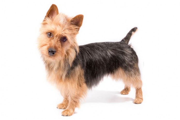 immagine Australian terrier