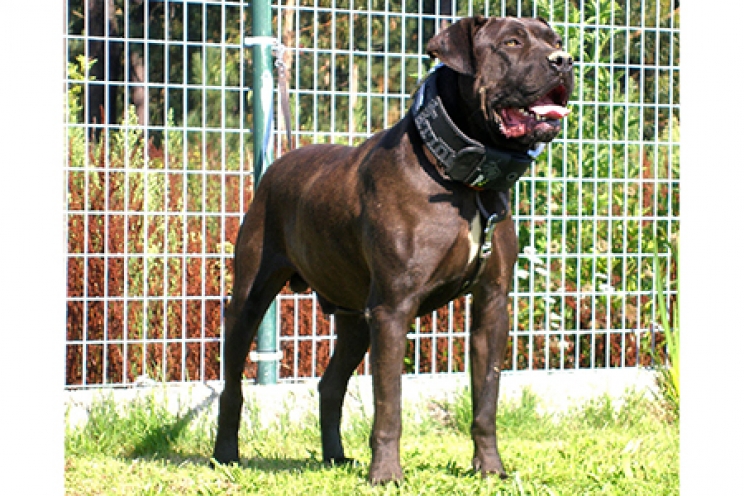 immagine Bandog