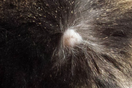 cicatrice perdita di pelo alopecia gatto