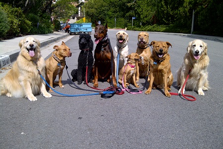 classi di socializzazione cani