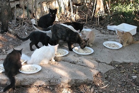 colonia gatti mangia piatti ciotole legge normativa